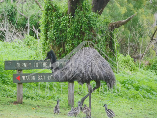 Emu - father and 6 chicks sequence 4K