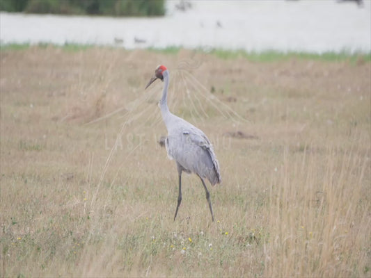 Brolga - family of four 4K