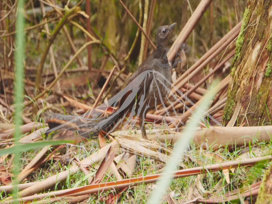 Superb lyrebird - displaying and scratching around the bush 4K