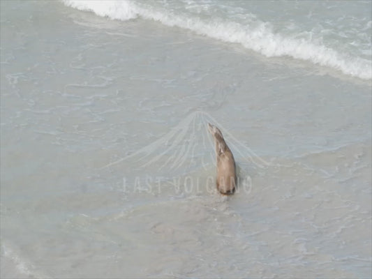 Australian sea lion - swimming sequence 4K