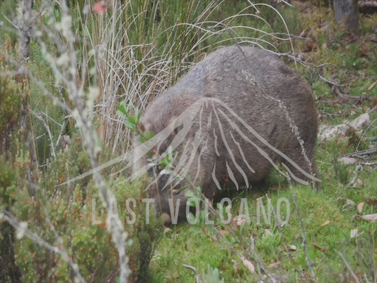 Common wombat - adult walking through the bush 4K