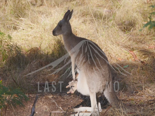 Eastern grey kangaroo - joey falls from the pouch 4K