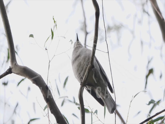 Grey shrikethrush - calling in the bush 4K