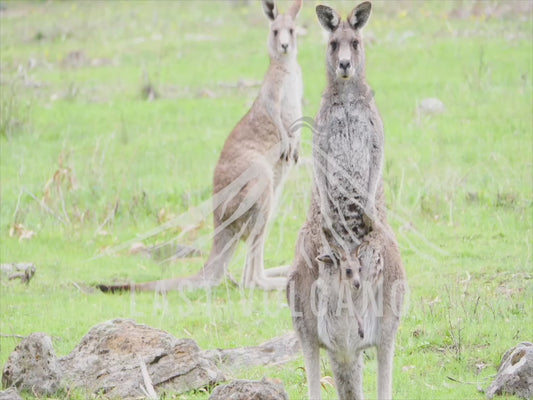 Eastern grey kangaroo - joey hanging out of mums pouch 4K