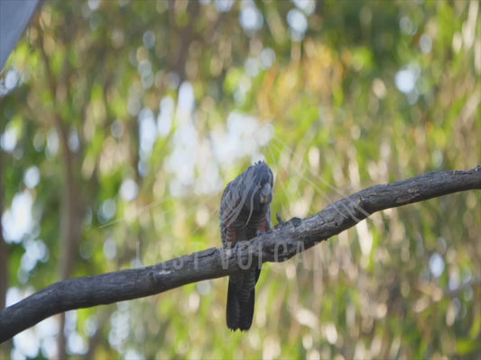 Gang-gang cockatoo - female perched 4K