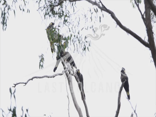 Yellow-tailed black cockatoo - flock of birds chewing at bark on a dead tree 4K