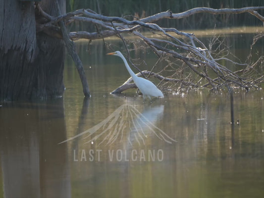 Great egret - striding through shallow water 4K