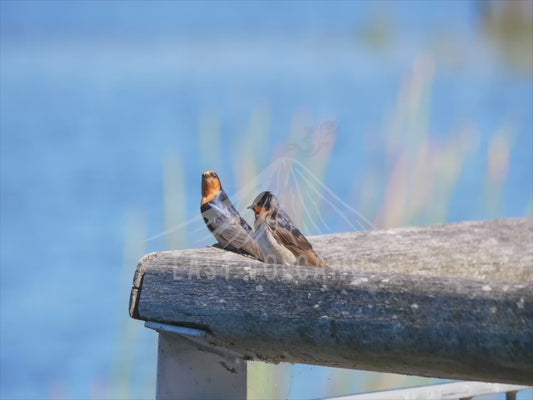 Welcome Swallow - two birds perched on a wooden railing close up 4K