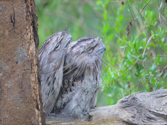 Tawny frogmouth - two perched on a low branch 4K