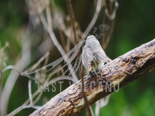 Grey fantail - close up 4K