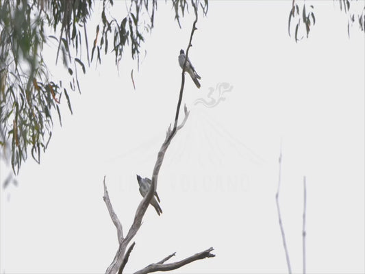 Black-faced cuckooshrike - two birds perched on a high branch 4K