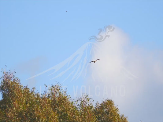 Whistling kite - sequence  in flight being harassed by a masked lapwing in mid air 4K