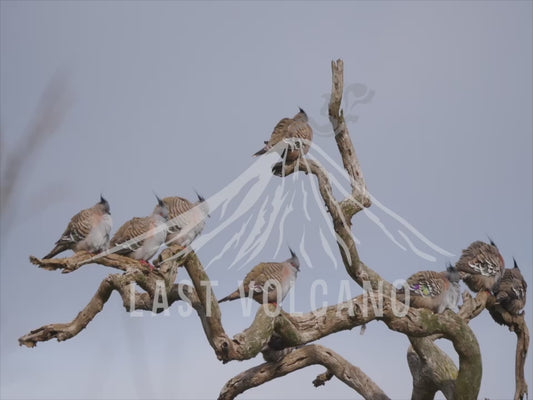 Crested pigeons - group of birds sitting in the wind 4K