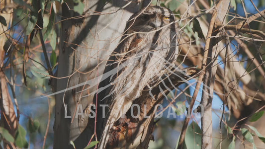 Tawny frogmouth - awake on a low branch 4K