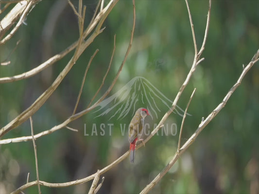 Red-browed finch - perched 4K