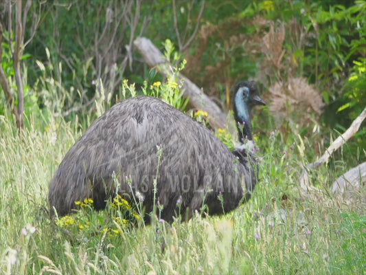 Emu - walking through long grass sequence 4K