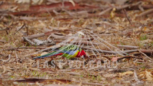 The eastern rosella is a rosella native to southeastern Australia and Tasmania.