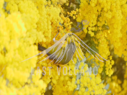 Silvereye - eating wattle 4K