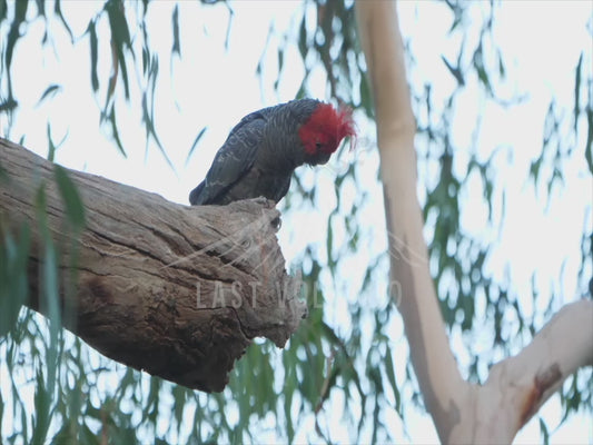 Gang-gang cockatoo - male perched on a branch at twilight 4K