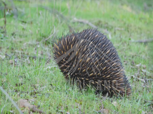 Short-beaked echidna - close up foraging 4K