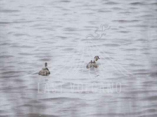 Hoary-headed grebe - grebes floating on a lake 4K