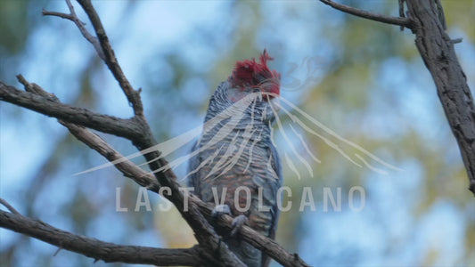 The gang-gang cockatoo is a parrot found in the cooler and wetter forests and woodlands of Australia, particularly alpine bushland. 