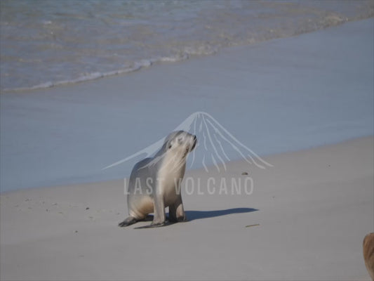 Australian sea lion - pup running up the beach 4K