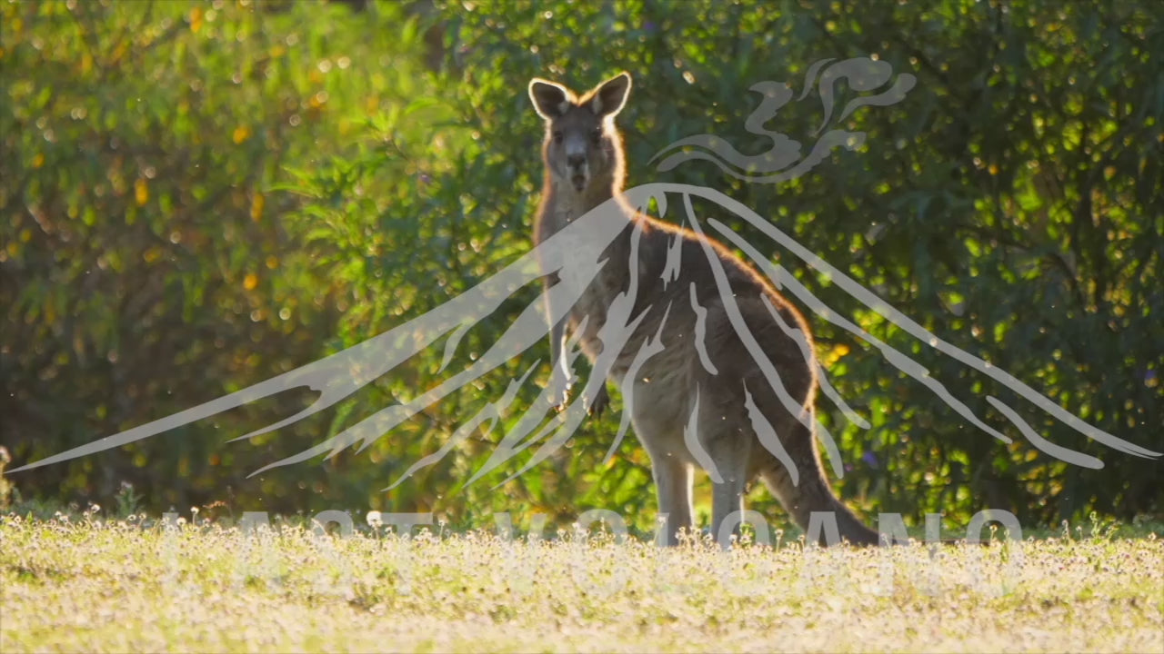 The eastern grey kangaroo is a marsupial found in the eastern third of Australia, with a population of several million. It is also known as the great grey kangaroo and the forester kangaroo.  