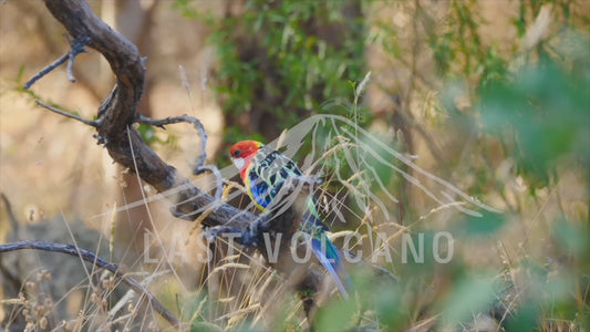 The eastern rosella is a rosella native to southeastern Australia and Tasmania. It has been introduced to New Zealand where feral populations are found in the North Island and in the hills around Dunedin in the South Island.