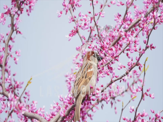 House sparrow - perched in pink blossom 4K