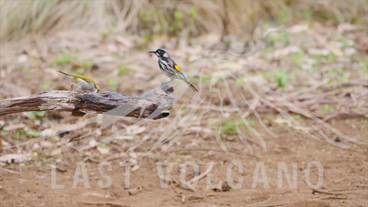 Various honeyeaters on a branch 4K