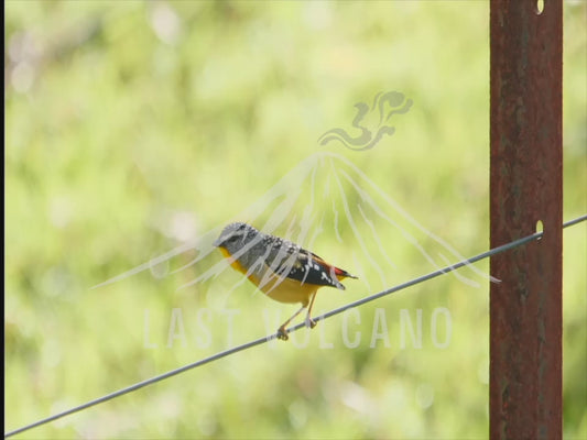 Spotted pardalote - perched on a wire 4K