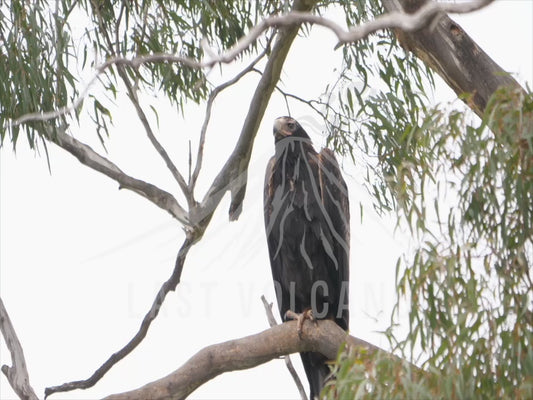 Wedge-tailed eagle - perched sequence 4K