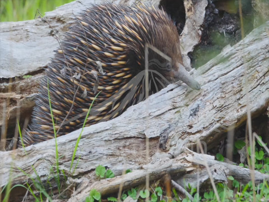 Short-beaked echidna - searching a fallen log for ants 4K