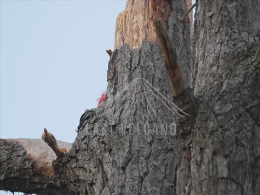 Gang-gang cockatoo - male at a nest hollow 4K