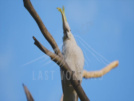 Sulphur-crested cockatoo - displaying yellow crest 4K