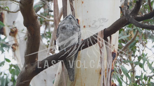 Tawny frogmouth - high in a tree sequence 4K