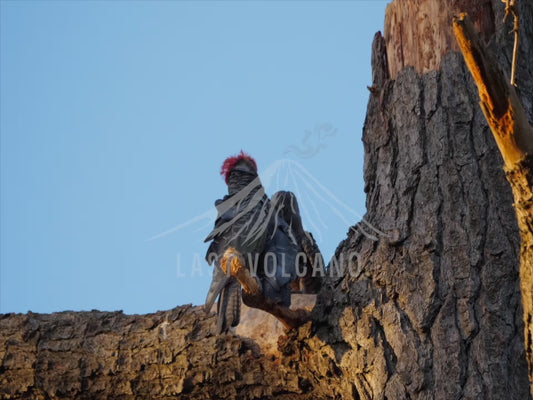 Gang-gang cockatoo - males perched 4K