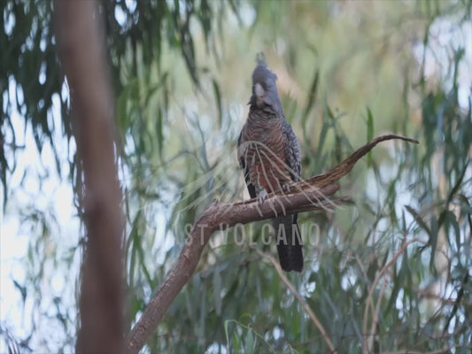 Gang-gang cockatoo - female 4K