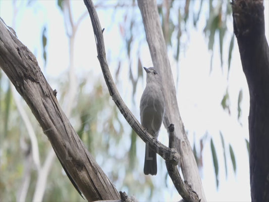 Grey shrikethrush - calling in the bush 4K