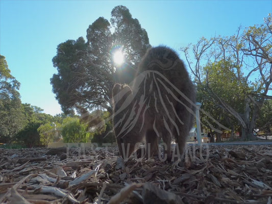 Quokka - wide shot of quokka eating 4K