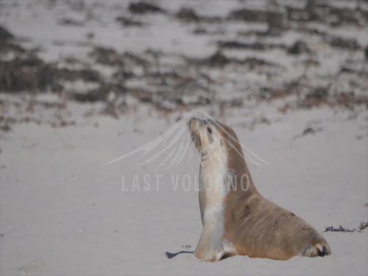 Australian sea lion - seal beach sequence 4K