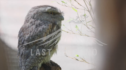 Tawny frogmouth - perched on a low branch 4K