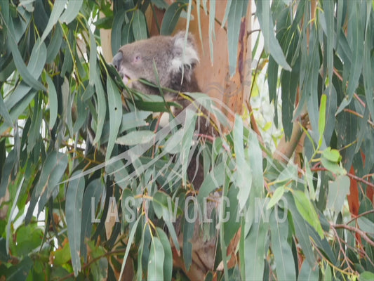 Koala - male eating lots of gum leaves 4K