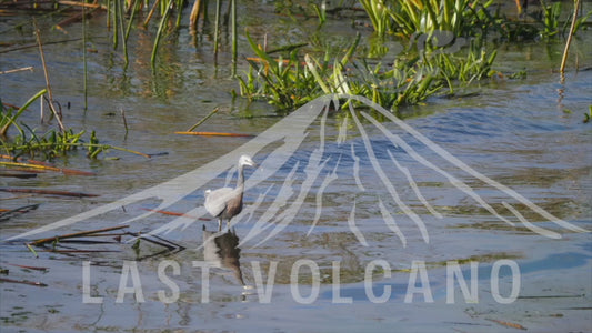 White-faced heron - sequence 4K