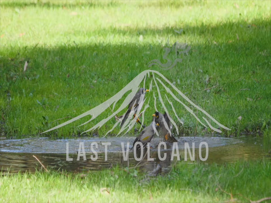 Noisy miner - splashing in a puddle 4K