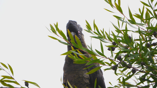 Yellow-tailed black cockatoo - eating fruit off a tree 4K