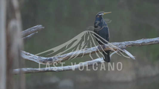 Australasian darter - sitting on a branch over hanging the Yarra River 4K