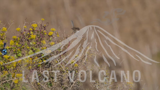 Superb fairywren - male and female in a tree 4K