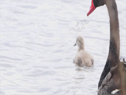 Black swan - family of swans swimming 4K